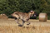 DOGUE ALLEMAND 338
